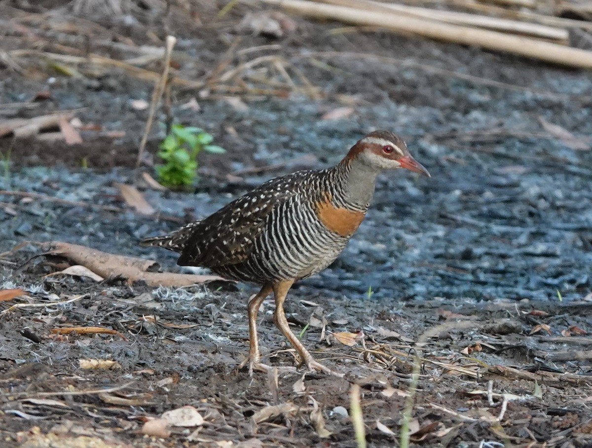 Buff-banded Rail - ML304956561