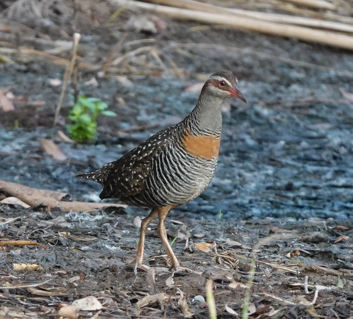 Buff-banded Rail - ML304956671