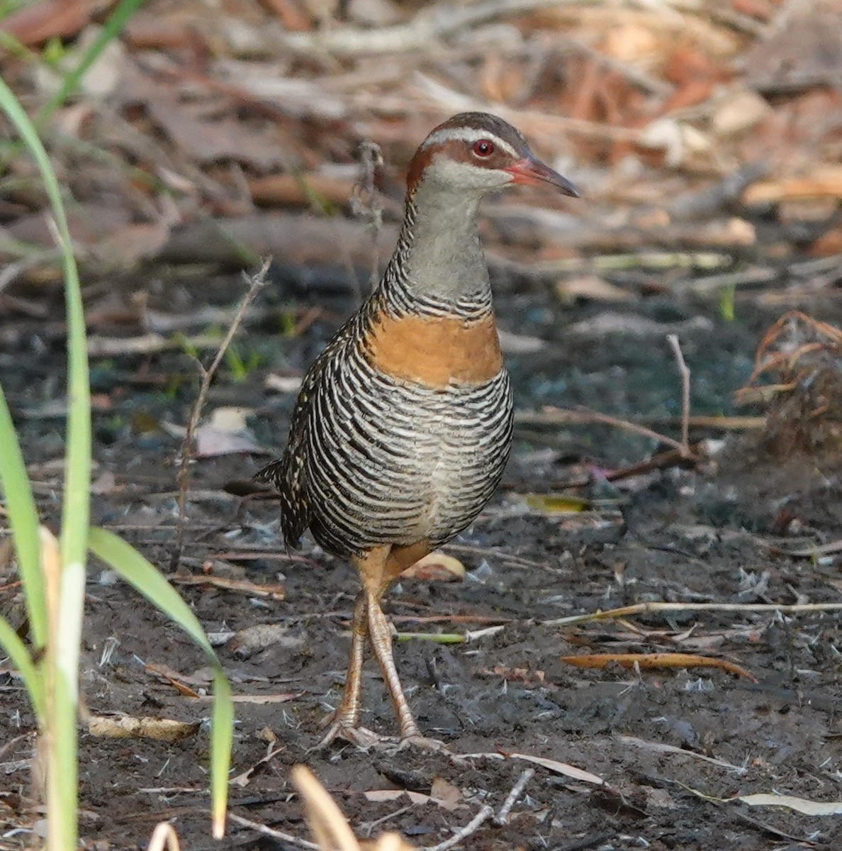 Buff-banded Rail - ML304956721