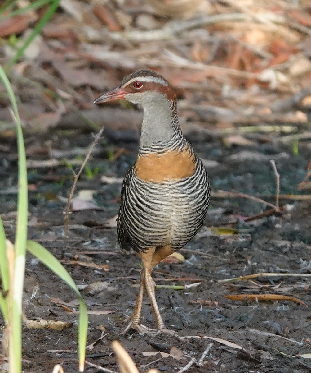 Buff-banded Rail - ML304956771