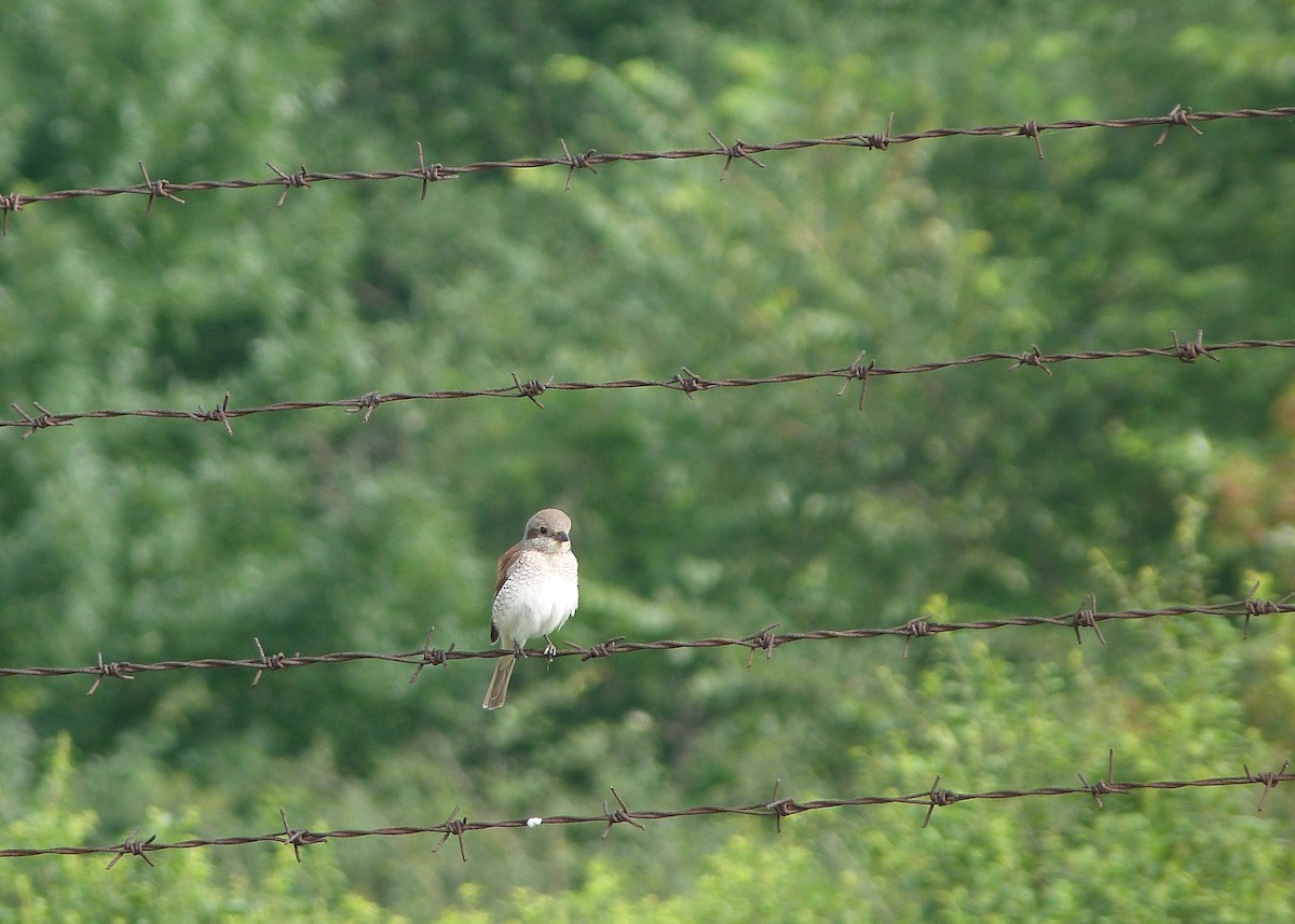 Red-backed Shrike - ML30495711