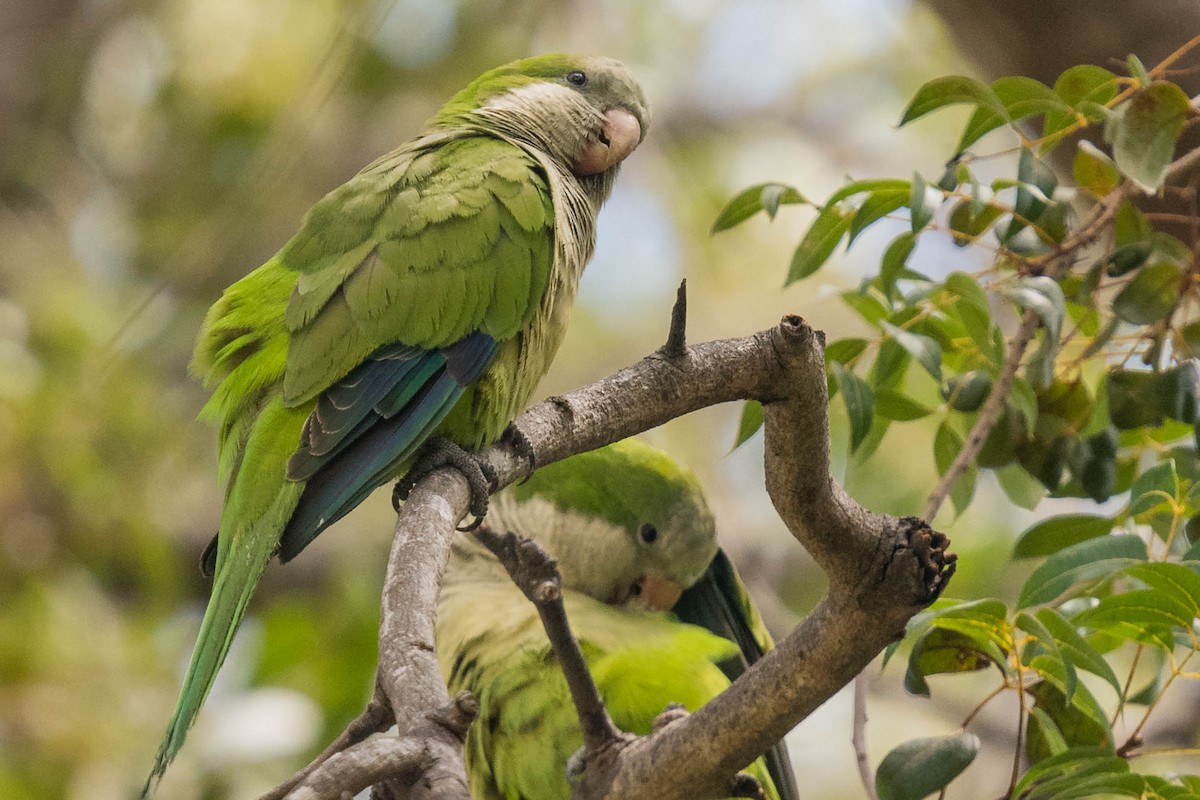 Monk Parakeet - ML304958011