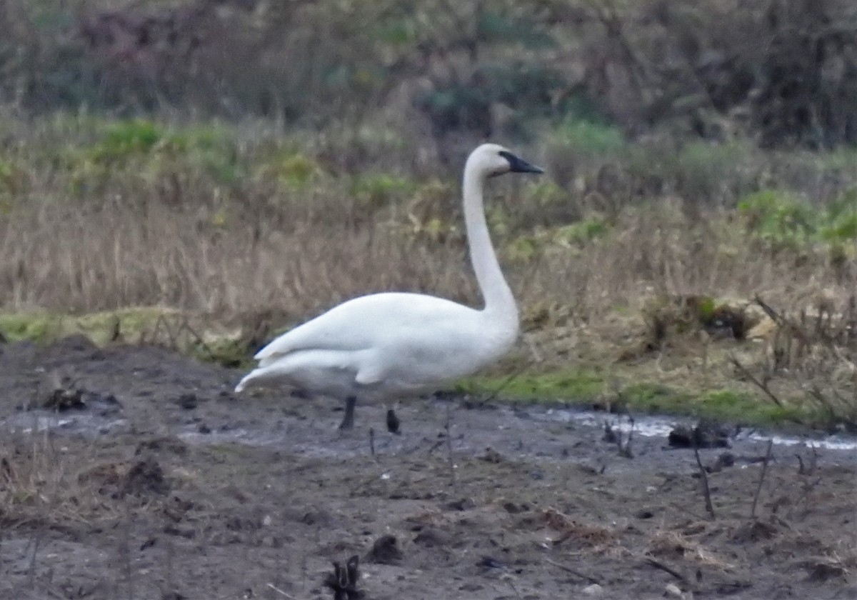 Trumpeter Swan - ML304958801