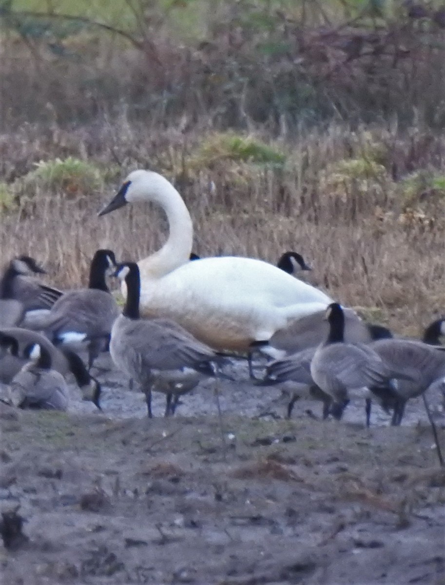 Trumpeter Swan - ML304959411