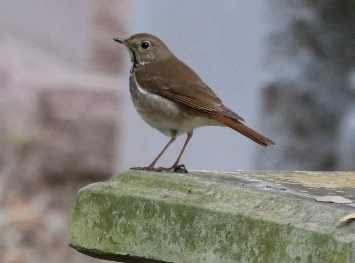 Hermit Thrush - ML304961061