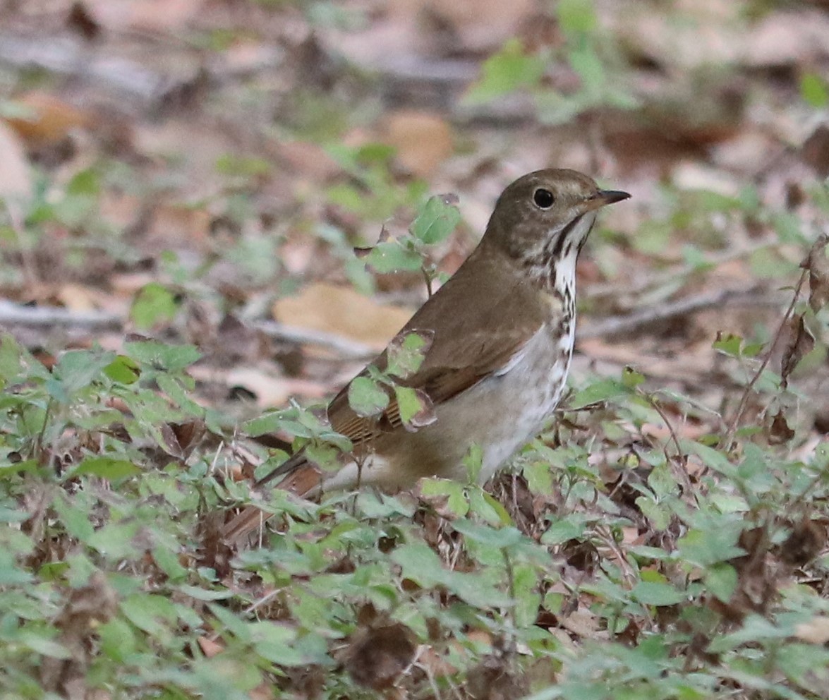 Hermit Thrush - ML304961181