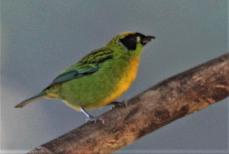 Green-and-gold Tanager - ML304962121