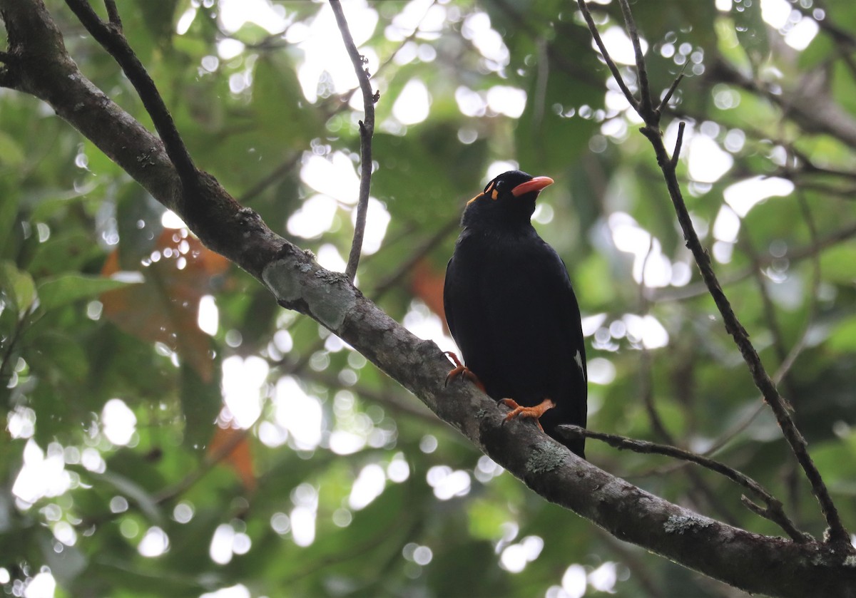 Southern Hill Myna - ML304962321