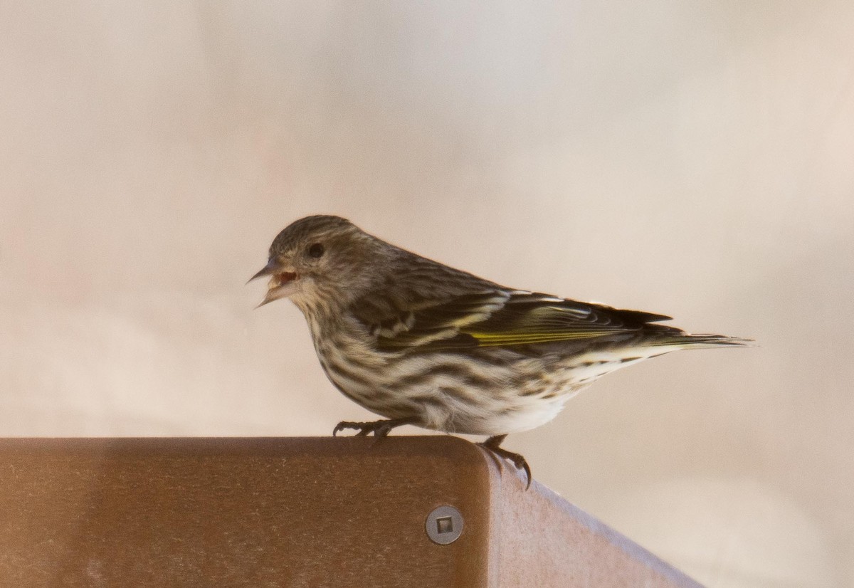 Pine Siskin - Ved Prakash