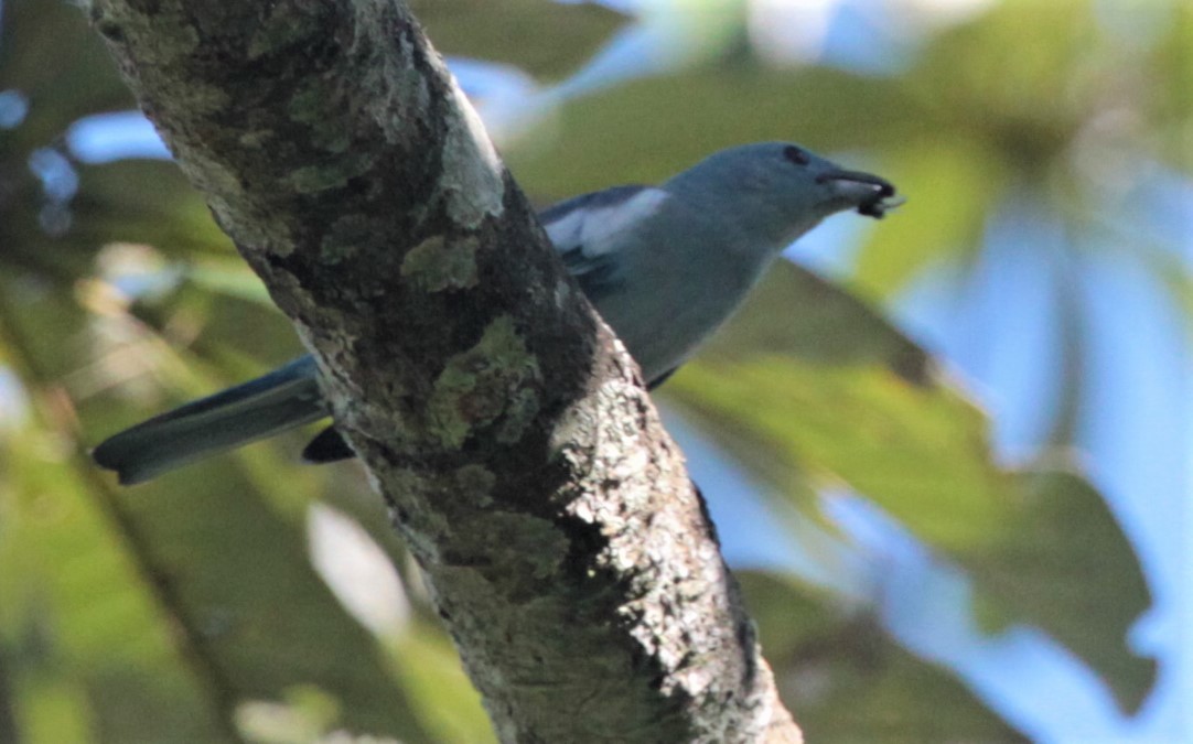 Blue-gray Tanager (White-edged) - ML304962831