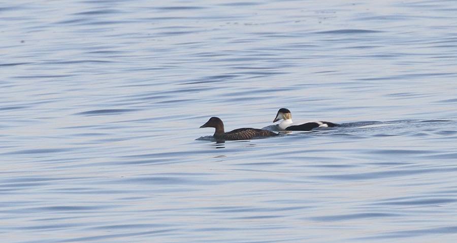 Common Eider - ML30496301