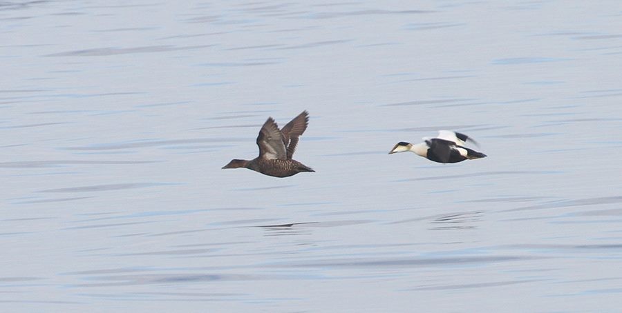 Common Eider - ML30496311