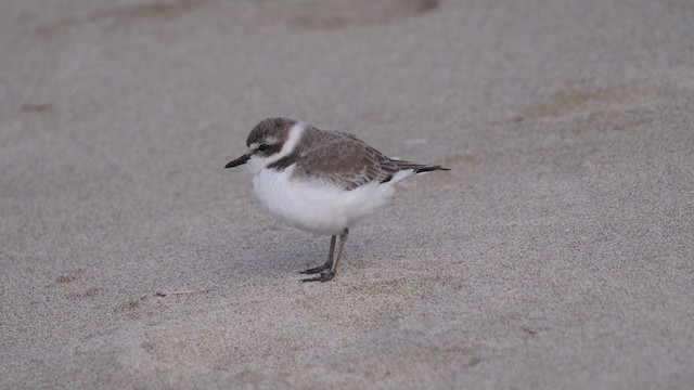 Snowy Plover - ML304964201