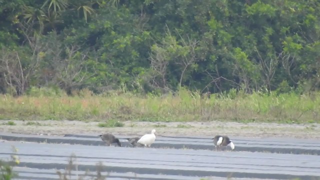 Snow Goose - ML304964561