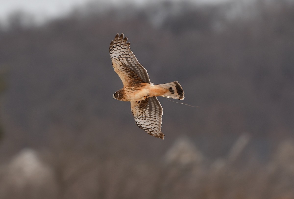 Northern Harrier - Gerco Hoogeweg