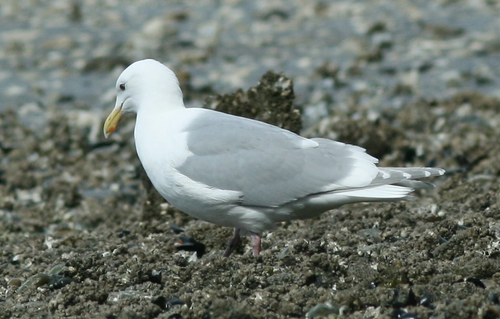 Glaucous-winged Gull - ML304966401