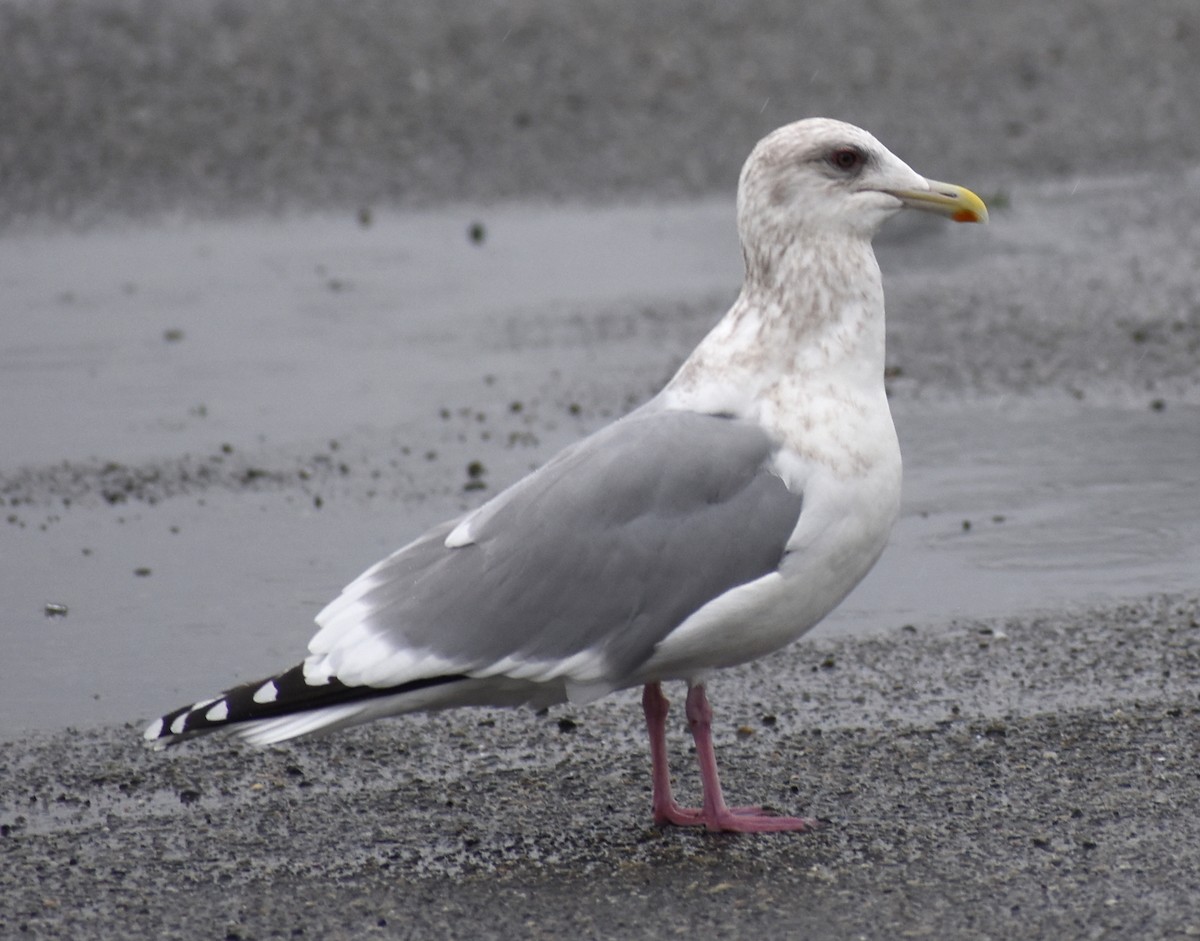 gull sp. - M. Rogers