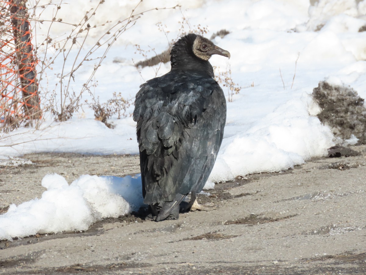 Black Vulture - Lisa Phelps