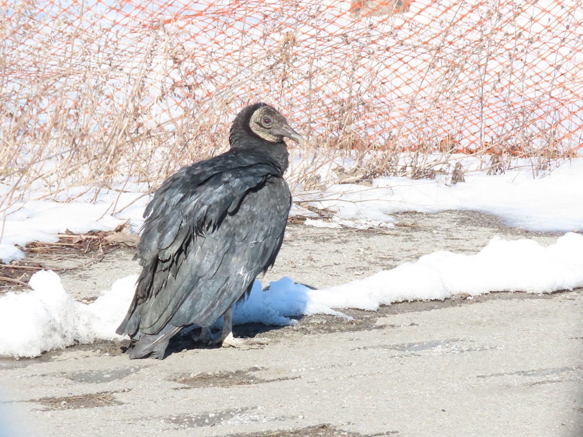 Black Vulture - Lisa Phelps