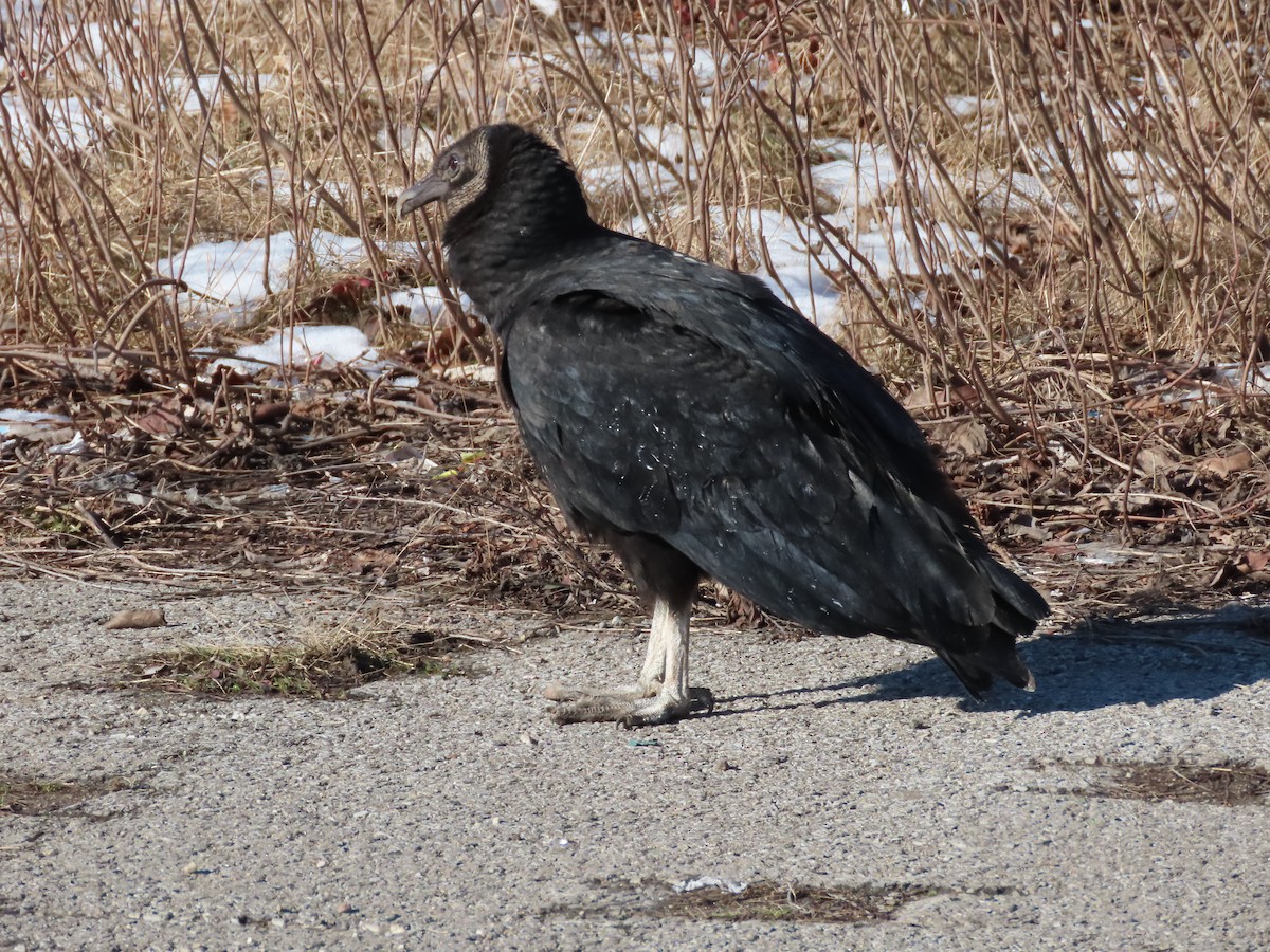 Black Vulture - Lisa Phelps