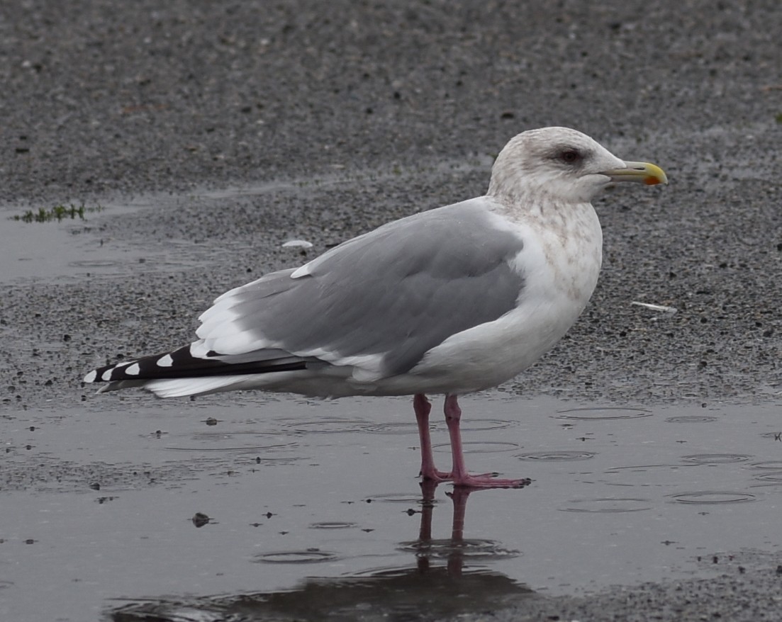 goéland ou mouette sp. - ML304971991