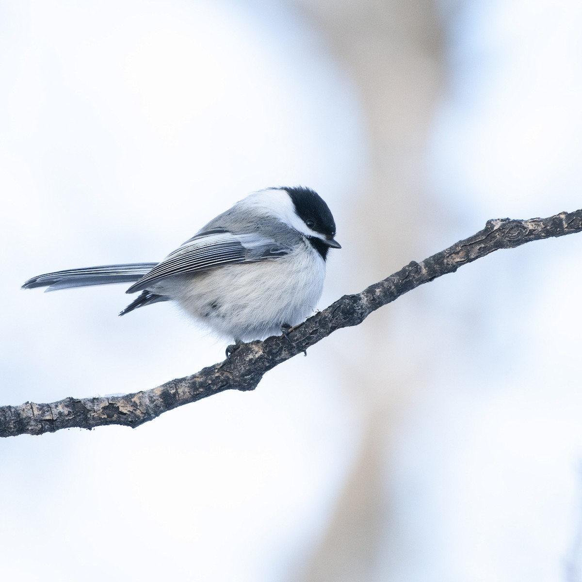 Black-capped Chickadee - ML304973581