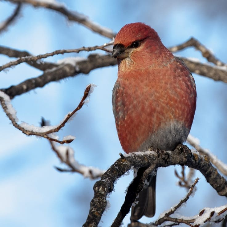 Pine Grosbeak - ML304973881