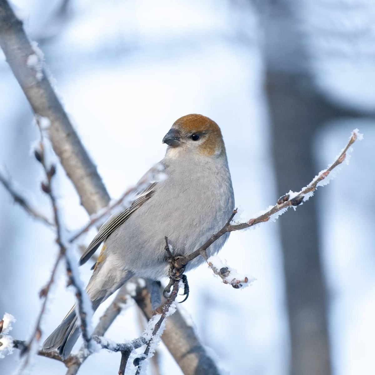 Pine Grosbeak - ML304973931