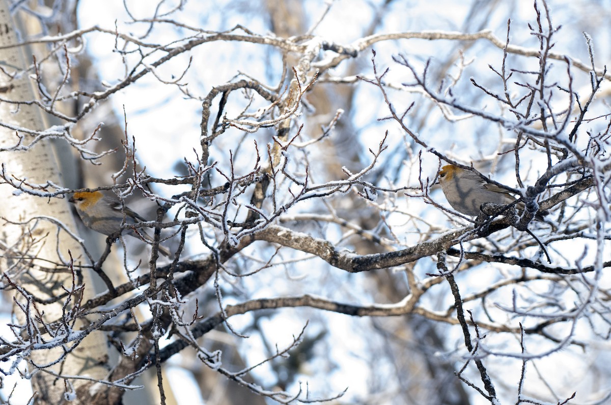 Pine Grosbeak - ML304974351