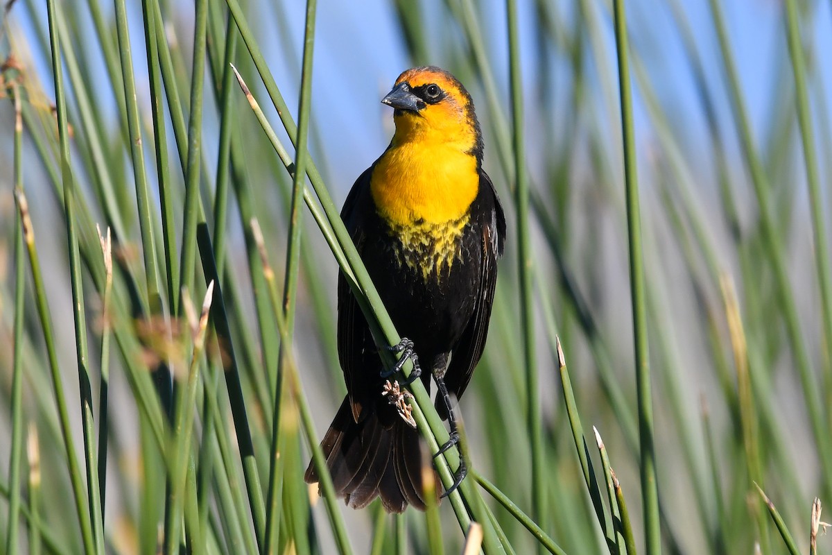 Yellow-headed Blackbird - ML304974581