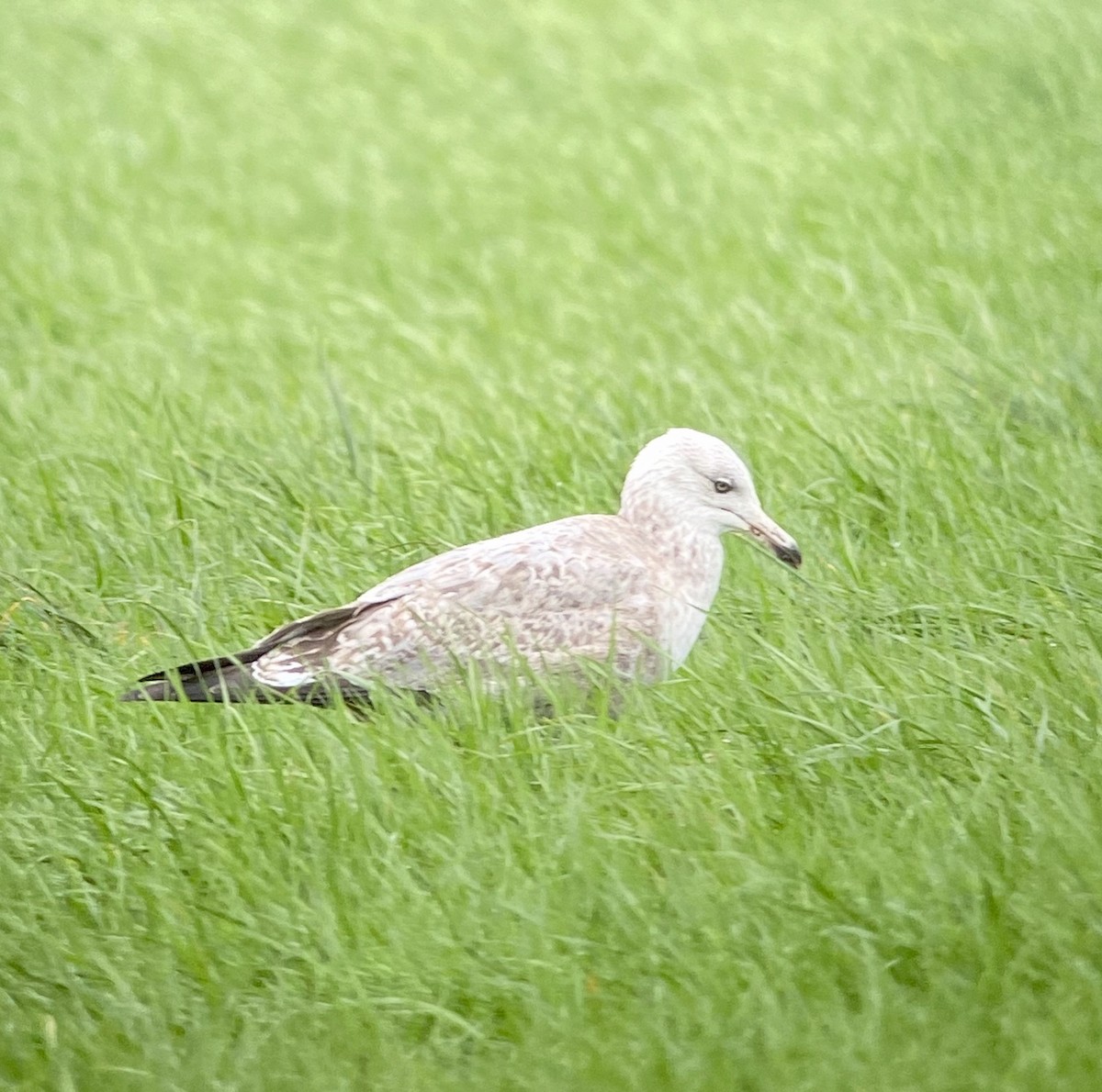 Herring Gull (American) - ML304974781