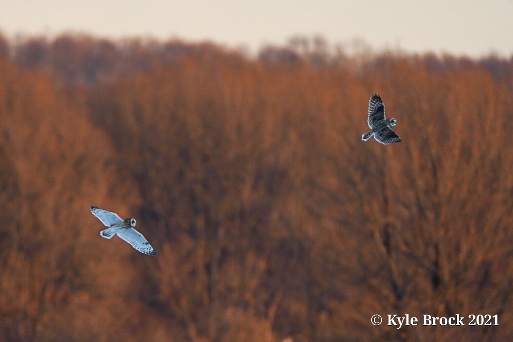 Short-eared Owl - Kyle Brock