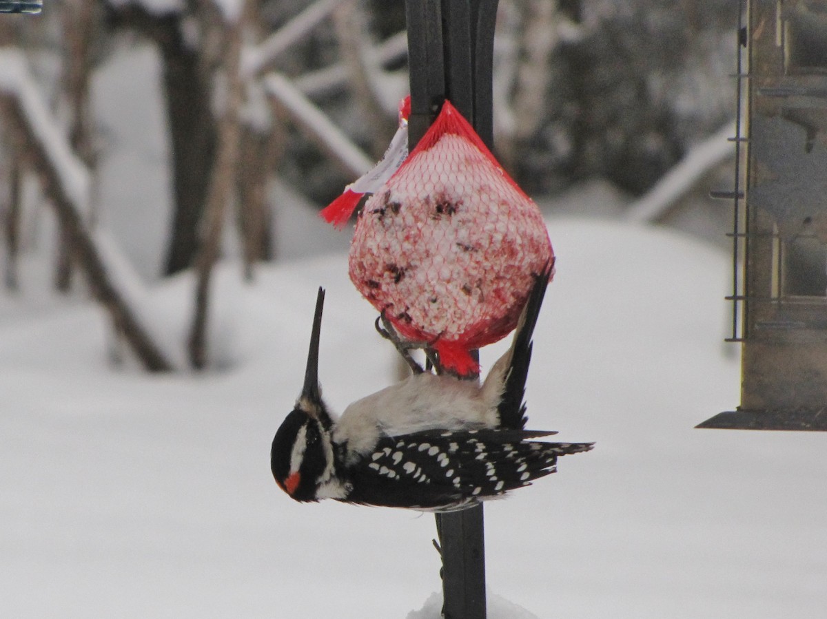 Hairy Woodpecker - ML304975191