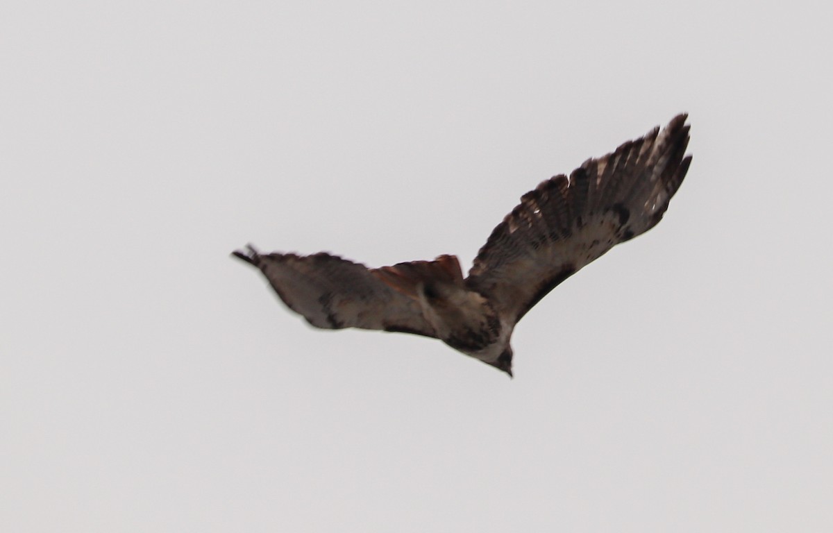 Red-tailed Hawk - ML304977831