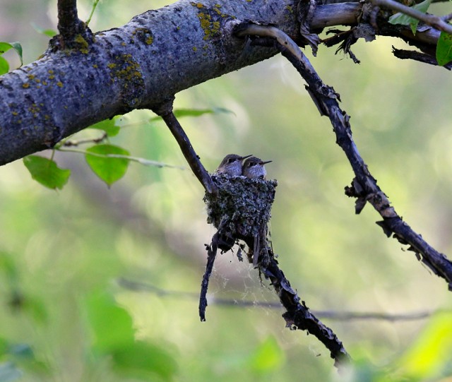 Calliope Hummingbird - ML30497981