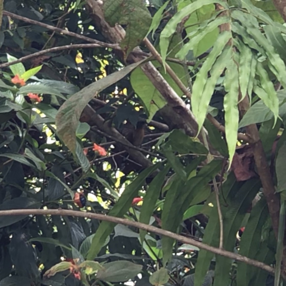 Gray-capped Cuckoo - ML304980071