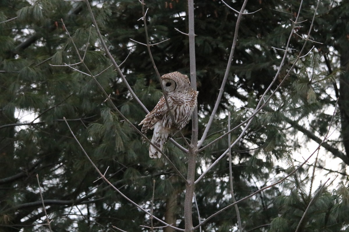 Barred Owl - ML304980911