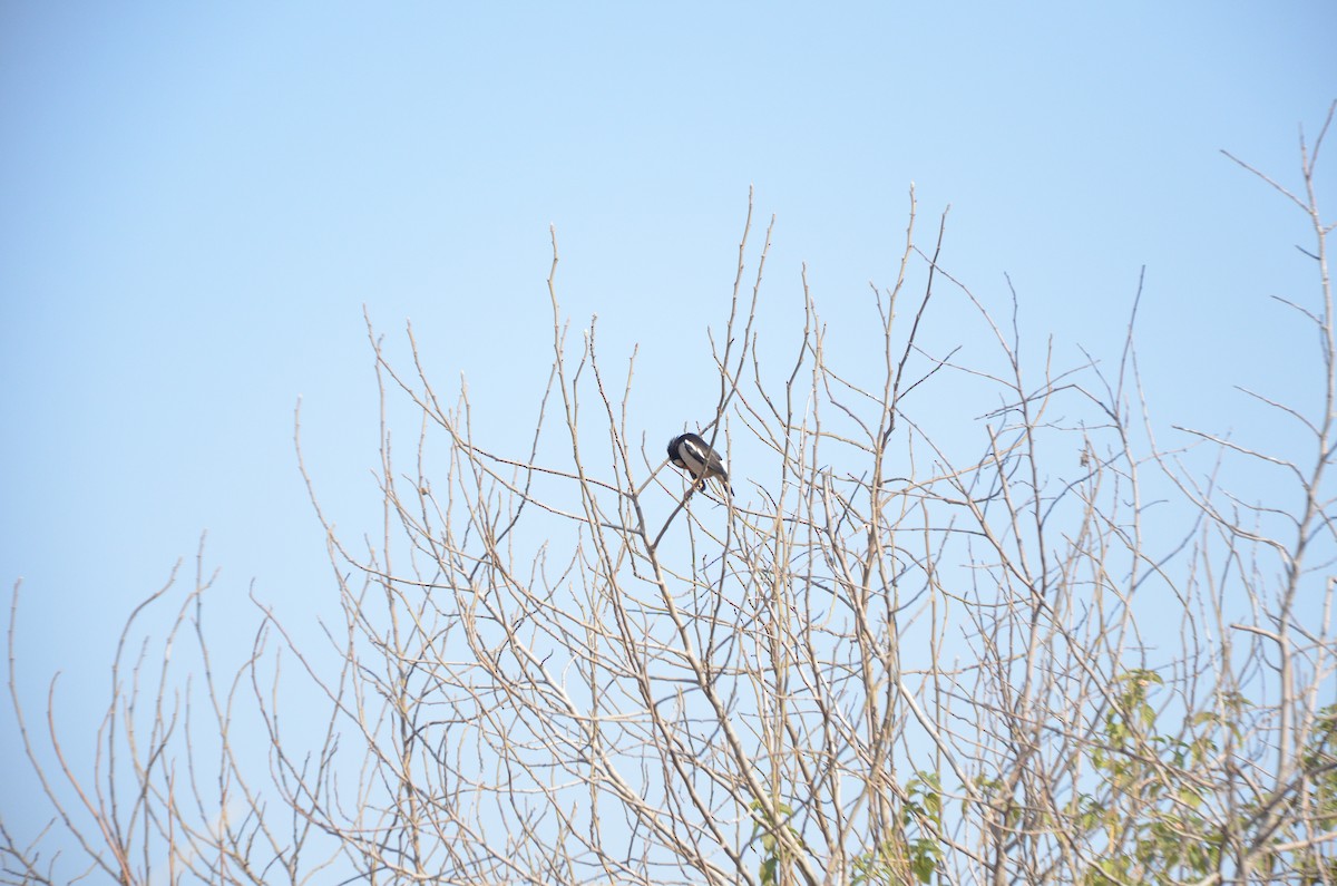 Indian Pied Starling - ML304981181