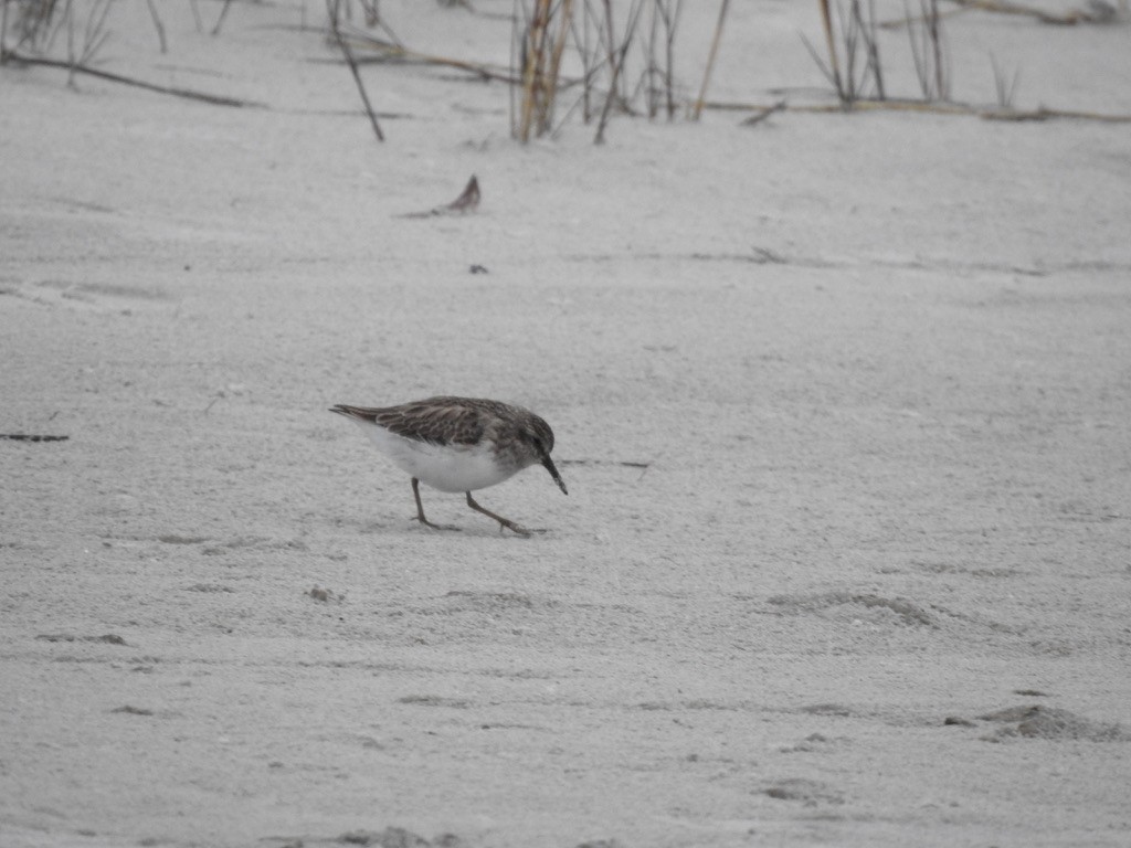 Western Sandpiper - ML304982561