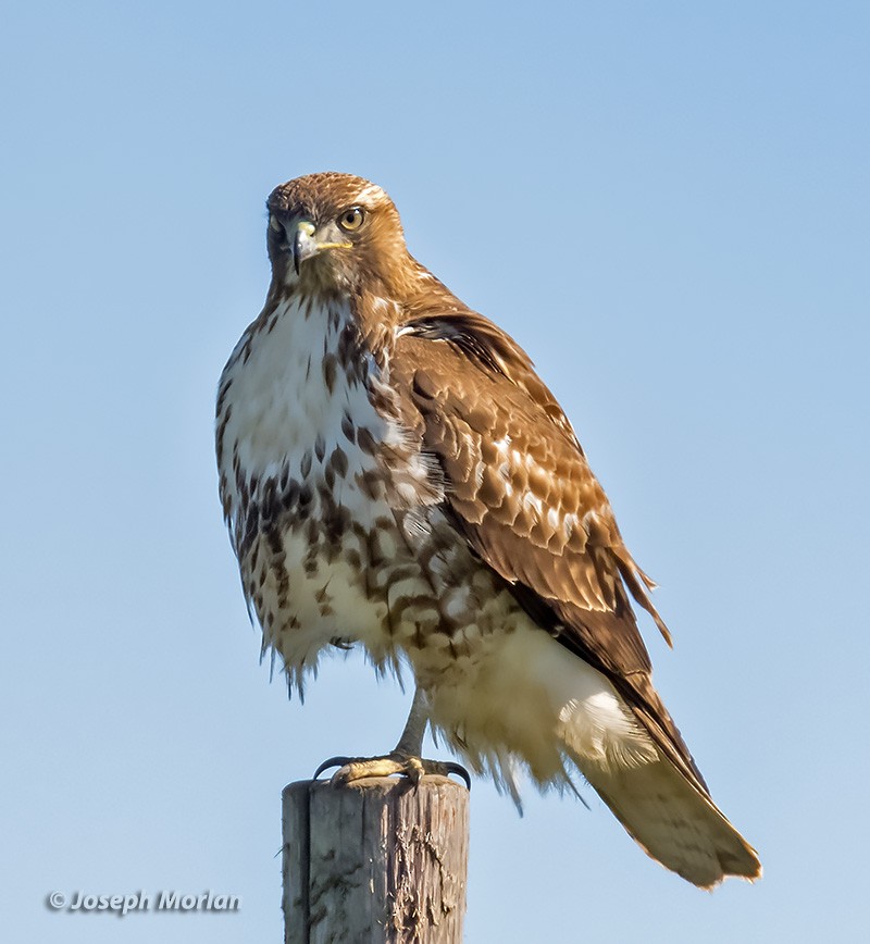 Red-tailed Hawk - ML304983031
