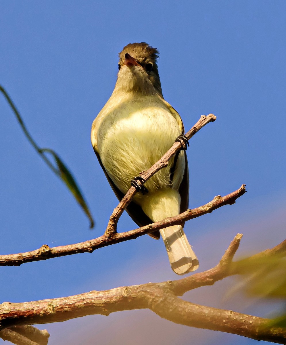 Northern Beardless-Tyrannulet - ML304983891