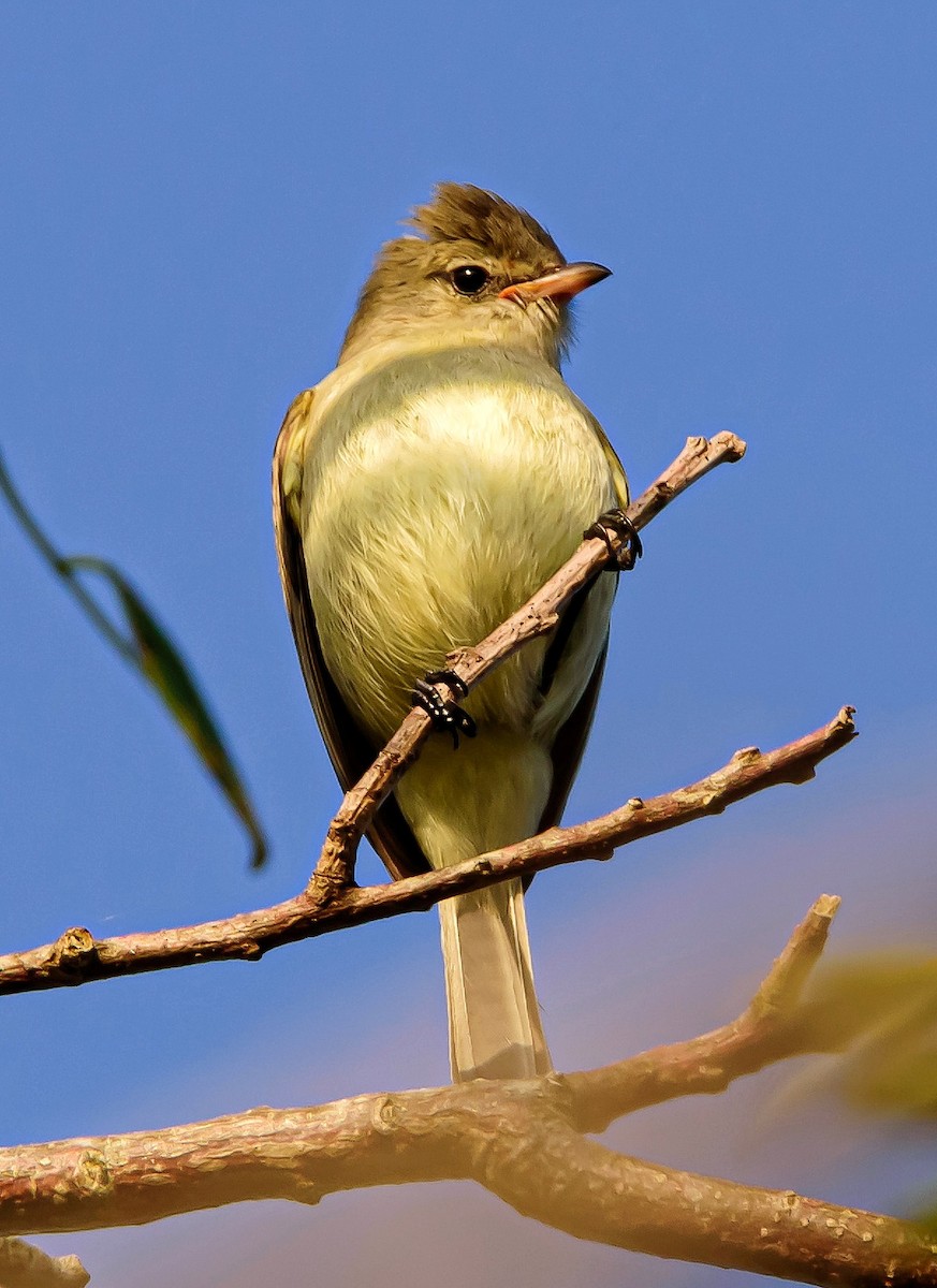 Northern Beardless-Tyrannulet - ML304984091