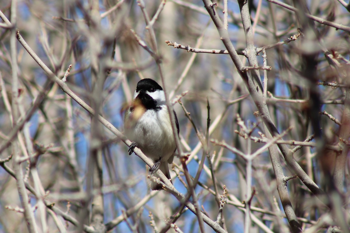 Black-capped Chickadee - ML304985641