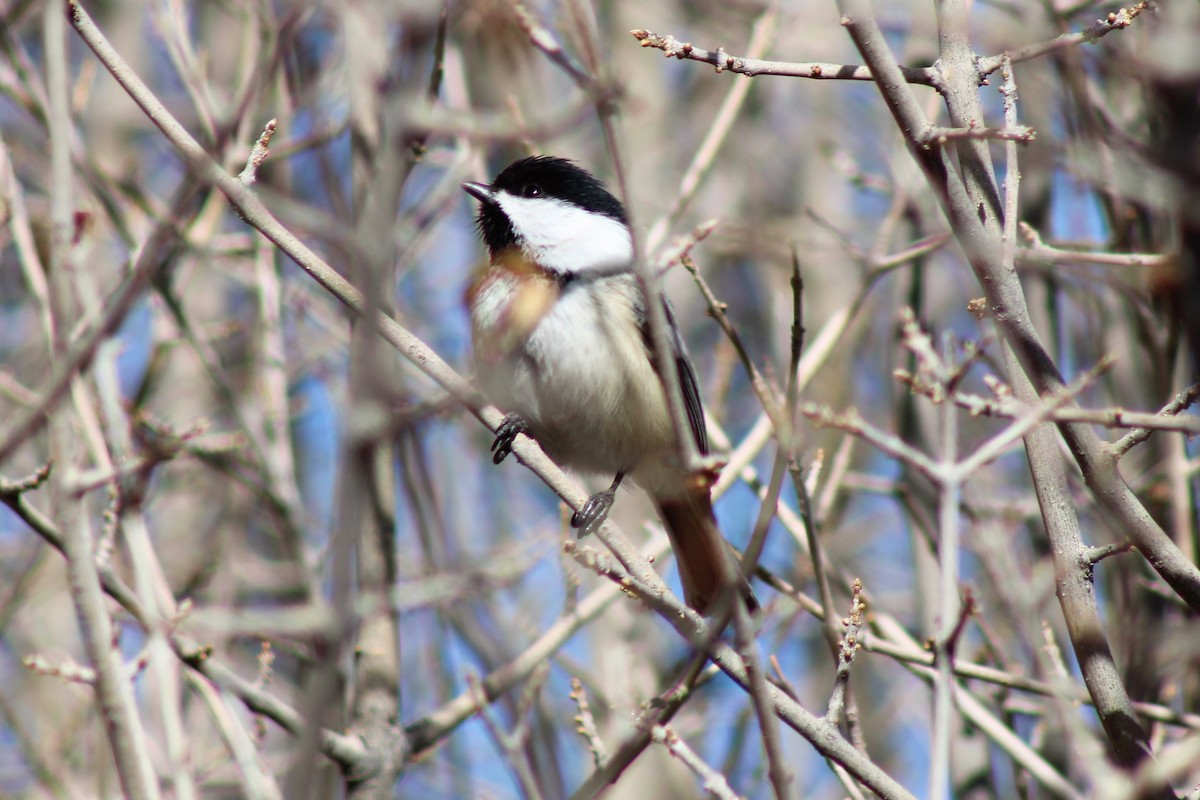 Black-capped Chickadee - ML304985651