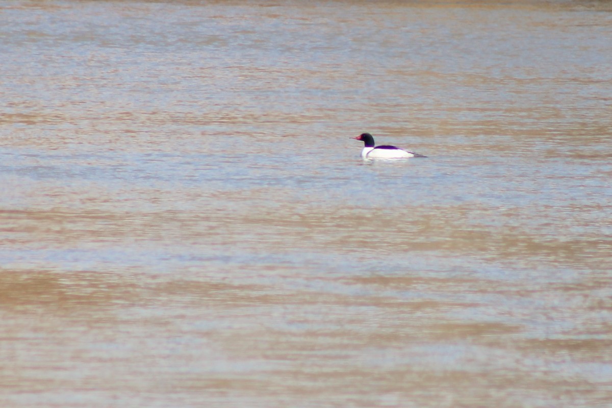 Common Merganser - ML304985721