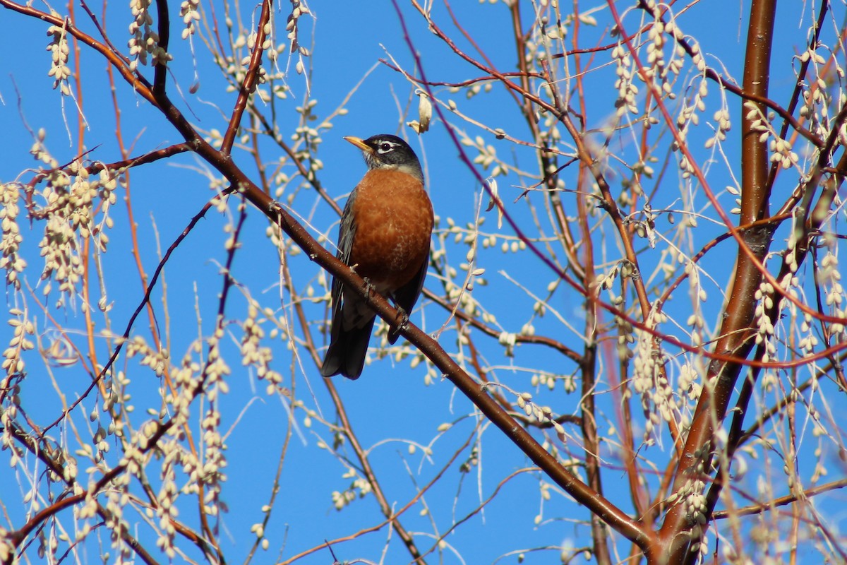 American Robin - ML304986001