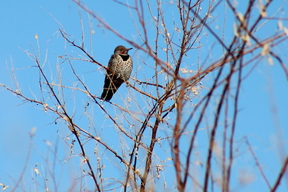 Northern Flicker - ML304986071