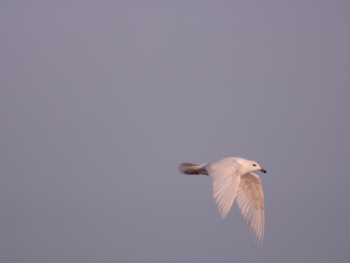 Iceland Gull - Adam Vinson