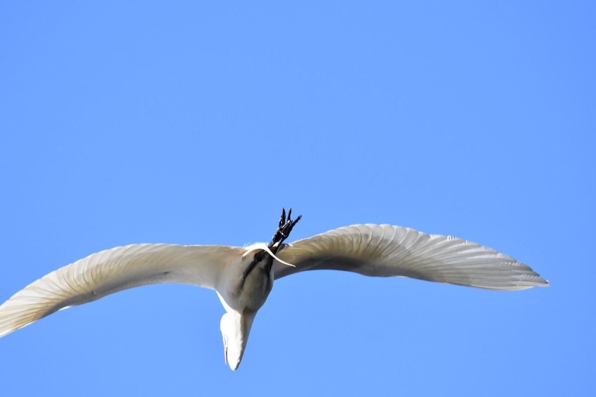 Great Egret - ML304989471