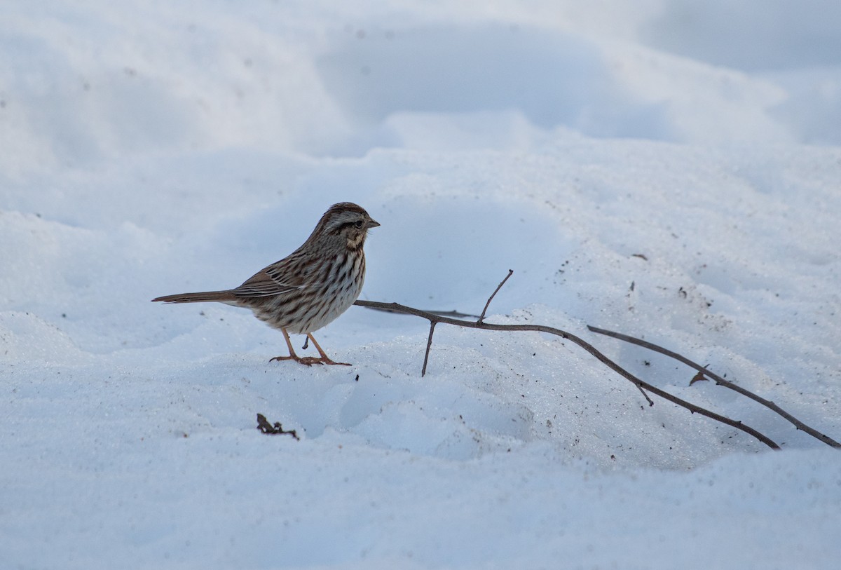 Song Sparrow - ML304991451